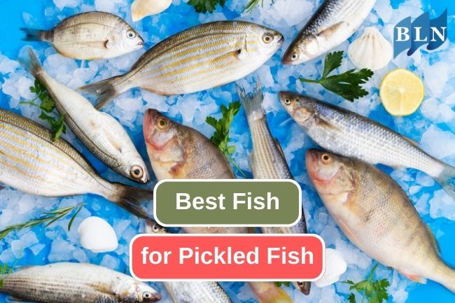 Exploring the Top Fish Choices for Pickling